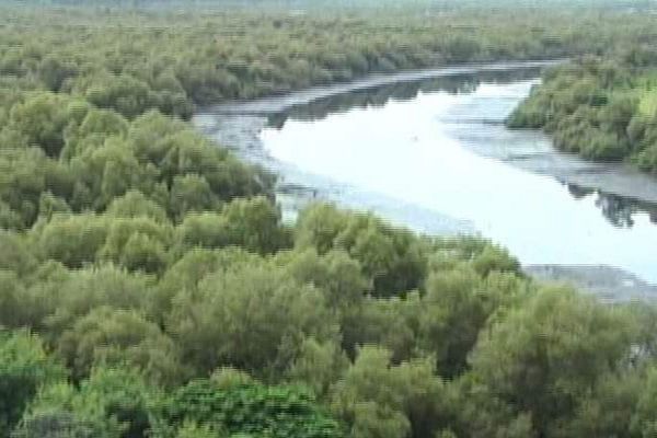 Thousands Of Mangroves To Be Affected By Bullet Train Project News Image