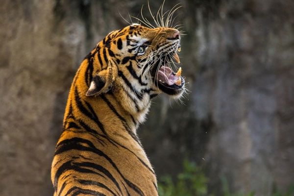 Tiger Earlier Noticed In MIHAN, Now Spotted In Nearby Village News Image
