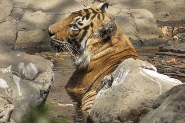 Tiger Kills 35-Year-Old Man, His Cow In Madhya Pradesh News Image