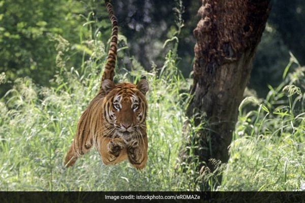 Tiger Kills Woman In Maharashtra's Chandrapur News Image