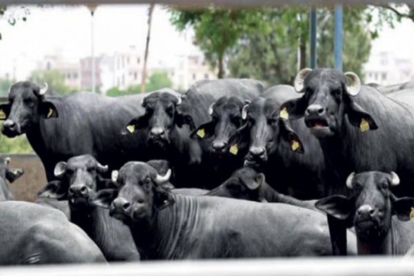 Toxic water released from factories claim lives of many buffaloes, FIR registered News Image