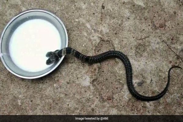 Two-Headed Snake Found In Bengal Village News Image