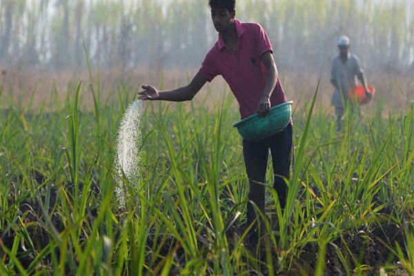 Urea may come under NBS before direct cash transfer Urea may come under NBS before direct cash transfer