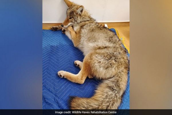 US Man Thought He Put Injured Dog In Car's Back Seat. It Was A Coyote News Image
