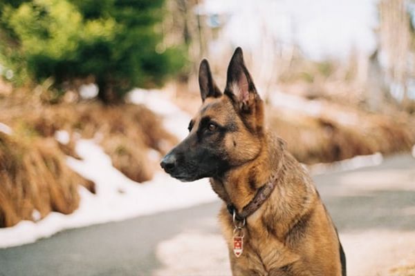 US Stops Sending Sniffer Dogs To Jordan, Egypt After Multiple Deaths US Stops Sending Sniffer Dogs To Jordan, Egypt After Multiple Deaths