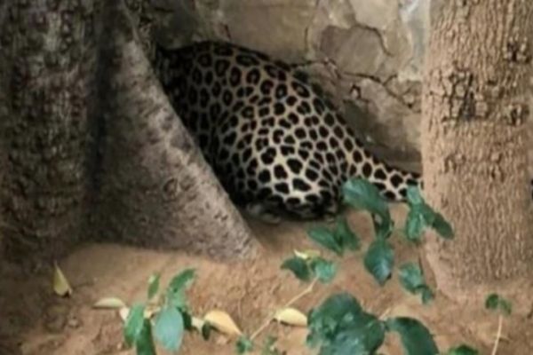 Uttar Pradesh: 3 villagers attacked by leopard in Bahraich Uttar Pradesh: 3 villagers attacked by leopard in Bahraich