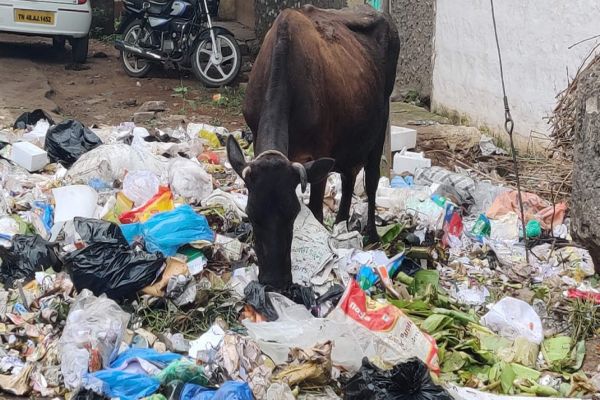 Uttar Pradesh's stray cattle adoption 50% below target Uttar Pradesh's stray cattle adoption 50% below target
