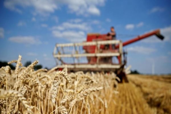 Wheat worth over Rs 600 crore damaged in Punjab in 4 years: CAG Wheat worth over Rs 600 crore damaged in Punjab in 4 years: CAG