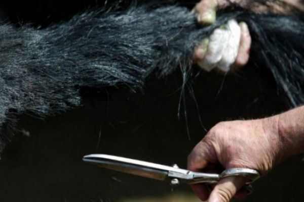Woman stripped, hair chopped off on suspicion of illicit affair in Jharkhand News Image